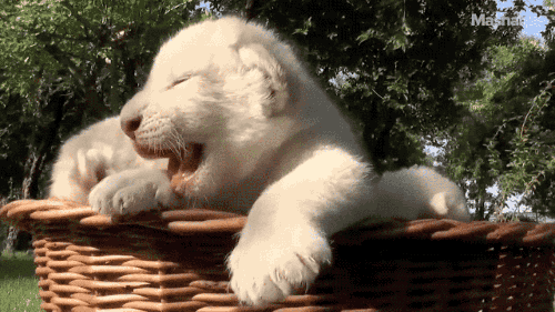 gifsboom:Sleepy Lion Cubs Cuter Than Any Kittens You’ve Seen.[video][Mashable]