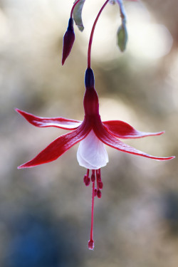 fotografiae:  Fuchsia by MandyDisher. http://ift.tt/1rUyi4x