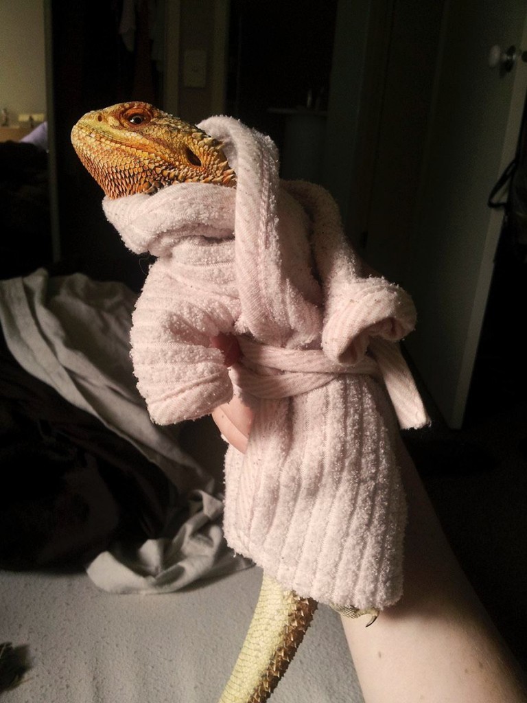 catsbeaversandducks:  Meet Pringle: The Little Lizard with a Big Personality Photos