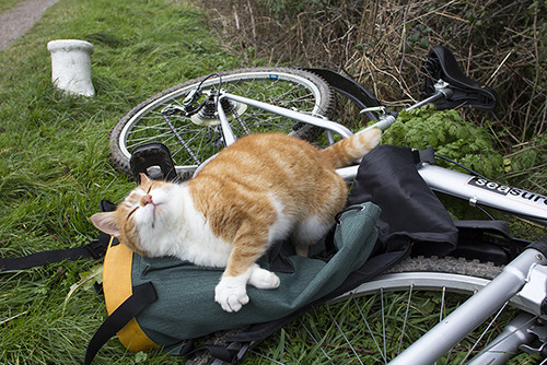 craigsimmondsuk:  Canal Kitty © Craig Simmonds