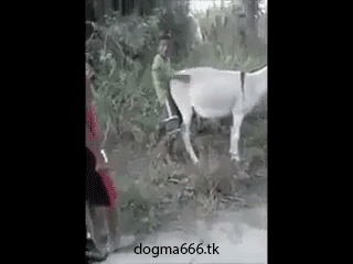 KAOS