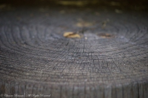 Rings of Life