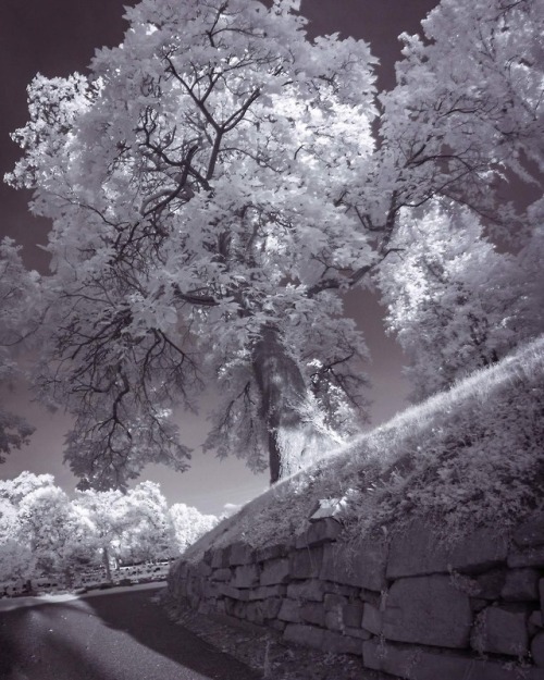 Tree at Oak Hill Cemetery held in place by a retaining wall made of old broken headstones.