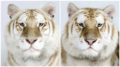 lepetitgen:   Beautiful degradation ♥ 