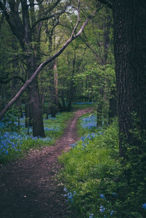 daisies-in-thedark:  silvaris:  Fantasy Trail by Drew Hays Paths always call me. They remind me of my childhood. They speak of adventure and places unexplored. They represent possibility. ~dd