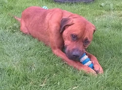 Dog of the DayBob, from RSPCA, Hull. Click here for more info on adoption or ways to donate. “