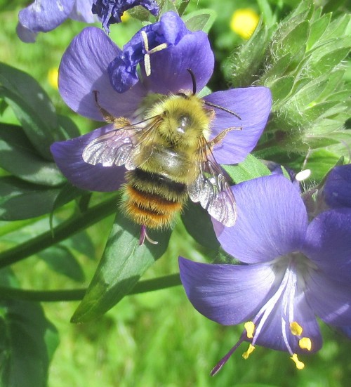 flowerishness:Polemonium (Jacob’s ladder) and Bombus ternarius (Orange-belted bumblebee) An Orange