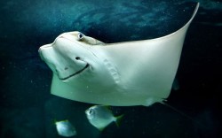 Theanimalblog:  This Smiling Cow Nose Ray Is Part Of The New Exhibit At Underwater