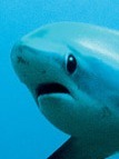 defilerwyrm:  babyyfirefly:  thresher sharks look so nervous  aaaaaa  aaaA??  AAAAAAA!!!!  aa   [THRESHING INTENSIFIES] 