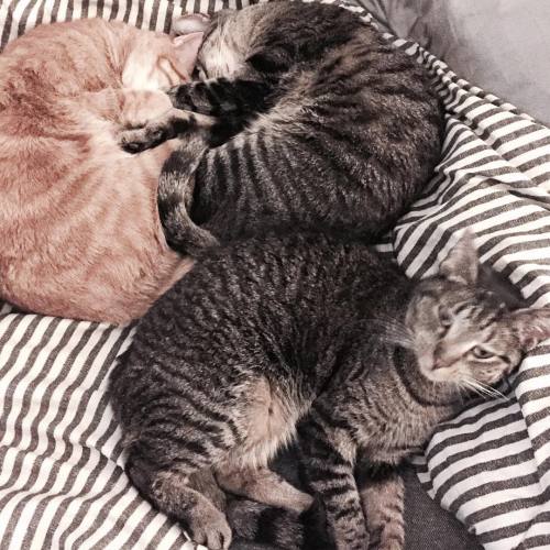 Thanks to @brady_chew for sending me this photo of Spike, Ferdinand, & Isabella in a cuddle pile