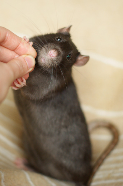 archerandfriends:He so cute.