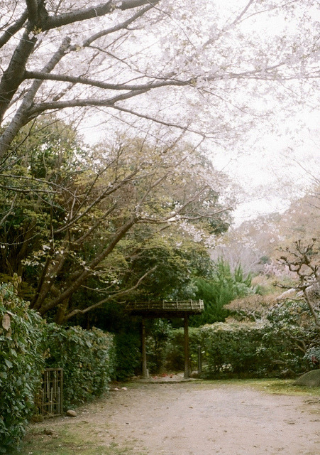 soletmedream:落花 by timotical on Flickr.