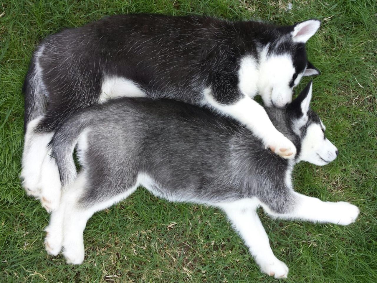 awwww-cute:  My sister and her friend adopted husky puppies from the same litter