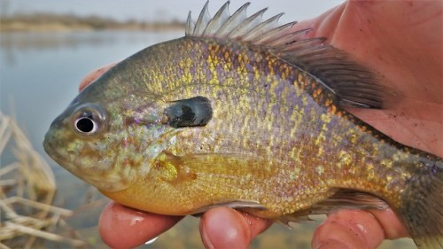 In the continued saga of sunfish doing strange things, I present another hybrid sunfish. I believe t
