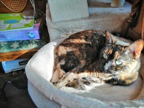 cutecatpics:Toffee and her sunpuddled straightened feetsies Source: lasarrie on catpictures.