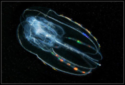 seacuties:  Mnemiopsis leidyi (comb jellyfish)