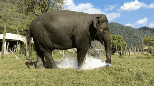 gifsboom:  Video: Elephant Breaks Sprinkler to Make Her Own Fountain