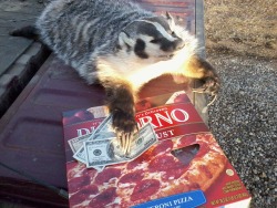 sarahshahipls:I’m not sure what kind of luck the 贓 frozen pizza badger is supposed to bring but I’m not taking any chances
