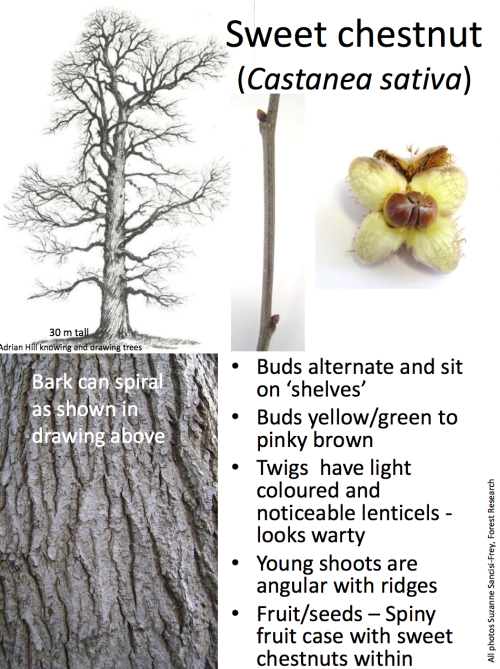 theleafguy: Tree Identification Guide Part 1 From “Identifying Broadleaved Trees in Winte