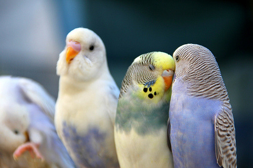 my-teen-quote:  feeling sad? look at this baby animal blog!