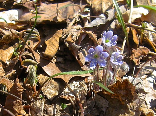 Went to Scherersville Park, along the Jordan Creek in Lehigh County, and finally saw some flowers em