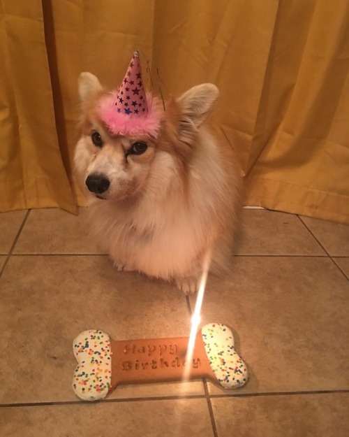 Happy 7th birthday Jiggles! #corgi #fluffycorgi www.instagram.com/p/BnsKAURnCAI/?utm_source=