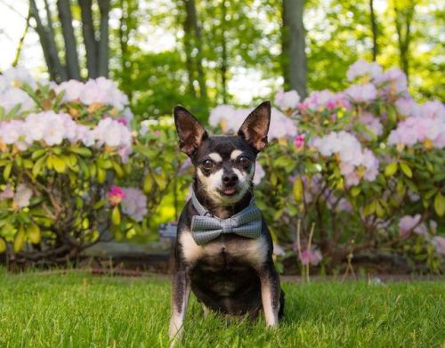 It’s good to go out looking your best. Do you like to dress up your dog?.....#chihuahua #bowtiesford