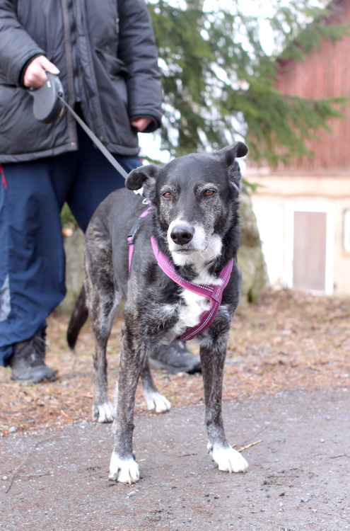 Flora, mixed breed from Tampere -”She’s a rescue dog from Spain. She’s been in Finland for 4 years.”