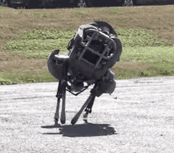 thisistheverge:  The world’s fastest running robot is off the leash A relative of Boston Dynamics’ Cheetah robot, which last year managed to outpace the world’s fastest man Usain Bolt on a treadmill, is now able to run outdoors untethered. Named