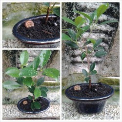 Baby Ficus Golden Gate bonsai :D