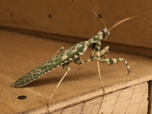 onenicebugperday: Thistle mantis, Blepharopsis mendica, Empusidae Found in northern Africa, parts of