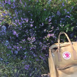 artsheila:  on my way to pick some raspberries I met a bumble bee pollinating heathers 