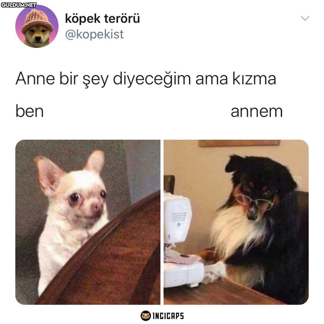 köpek terörü @kopekist...