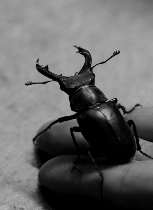 absinthius:Stag Beetle