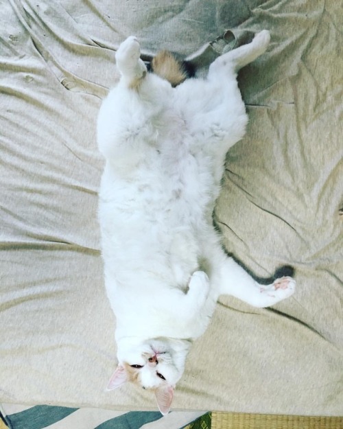ハム的な何か#猫 #neko #ilovemycat #catstagram #cat #ねこ #ねこ部 #ねこ好き #ねこすたぐらむ
