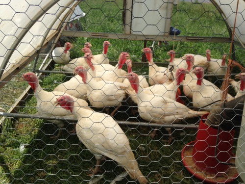 danakandic:Today was FARM DAY at Clearview Farms in Quaryville, PA. I drove out with my parents to