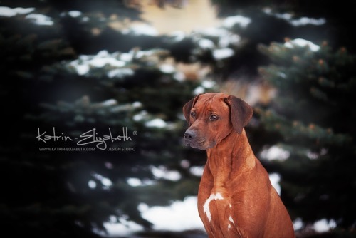  “Rhodesian Ridgeback” Canon EOS 5D Mark II + 135mm f/2L USMAuthors: Katrin Lebedinskaya