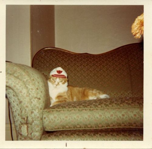 flamejob: vintageeveryday:Found snaps capture lovely moments of “a cat at home” in the e