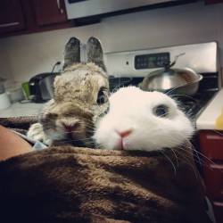 pycbunnies:  Hoodie ride #bunnies #bunniesofinstagram