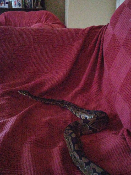 willowsandgiants:My little baby, Monty the Royal Python