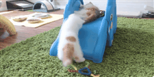 palepinkcuffs:  sara-meow:  Kittens Slide Down Elephant’s Trunk   