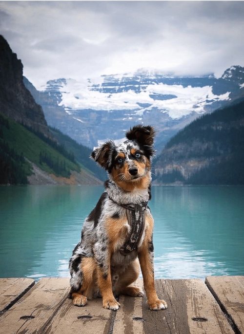 Photogenic Pup at Lake Louise