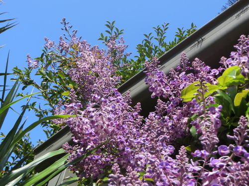 ryttu3k:Spring garden progress~First row: native wisteria! Flowering like gangbusters. Also visible 