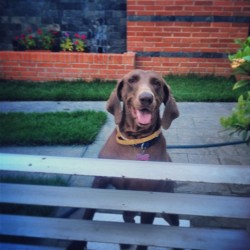 #mi #negra #love #dog #my #lovely #house #animal #family #pretty #brenda #weimaraner #happy #smile #day #moment #loveanimals #gr #photo #pic