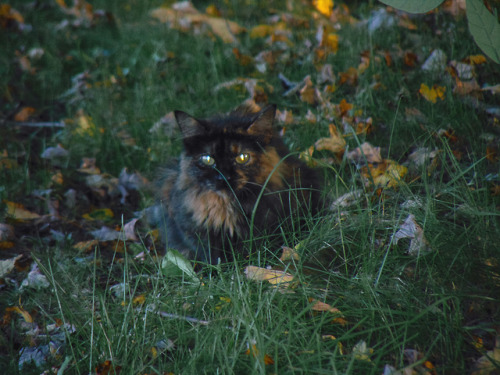 mykeowns:Found this pretty kitty watching me