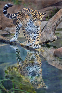 sdzoo:  Looking glass by Ion Moe Maderas,