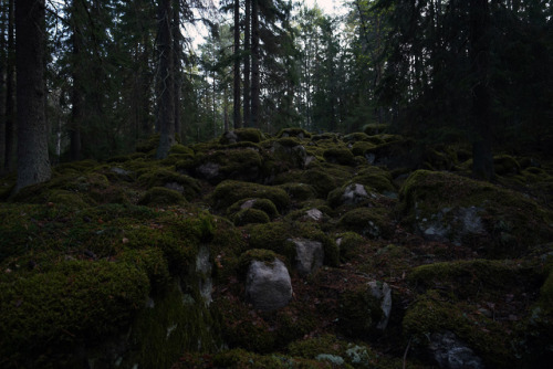 swedishlandscapes:The mossy forest.