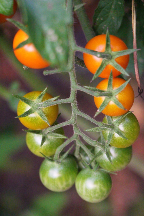 Tomatoes ripening on the vine at my farm. 