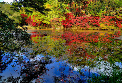 travelingcolors:Autumn in Kobe | Japan (by Akirafoto)