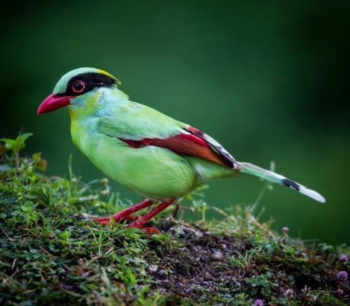 Javan green magpies, John Smith - A Wild Eye View